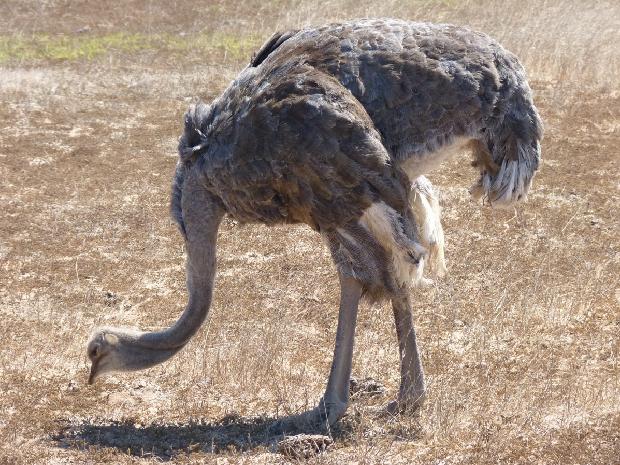 Avestruz