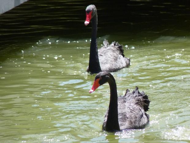 Cisnes-negros