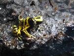 Dendrobates leucomelas <i>(Dendrobates leucomelas)</i>