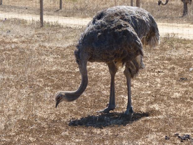 Avestruz