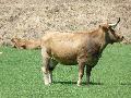 Vaca