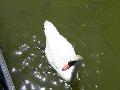 Cisne-branco