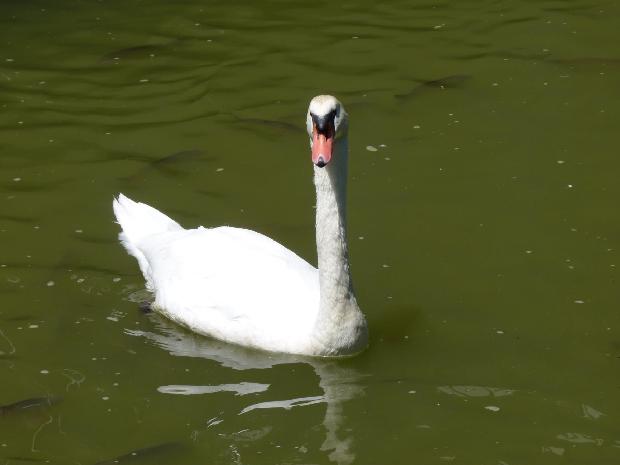 Cisne-branco