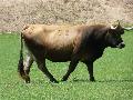Vaca