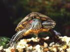 Tartaruga-de-face-rosada <i>(Trachemys scripta elegans)</i>