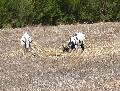 Cabras