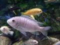 Mbuna