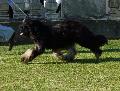 Cão da Serra de Aires