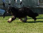 Cães