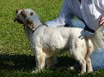 Criadores de cães Clumber Spaniel