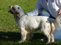 Criadores de cães Clumber Spaniel