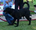 Cão de Castro Laboreiro