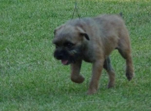 Border Terrier