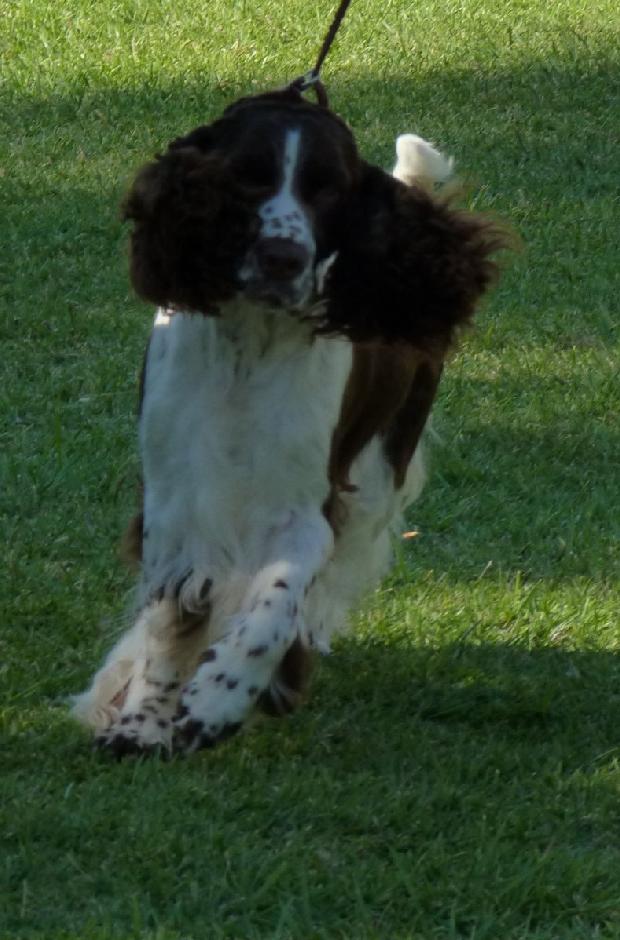 English Springer Spaniel
