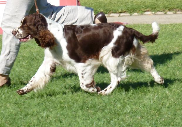 English Springer Spaniel