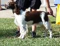 English Springer Spaniel