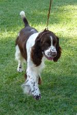 Criadores de cães English Springer Spaniel