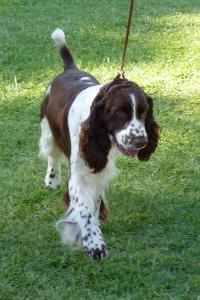 Criadores de cães English Springer Spaniel