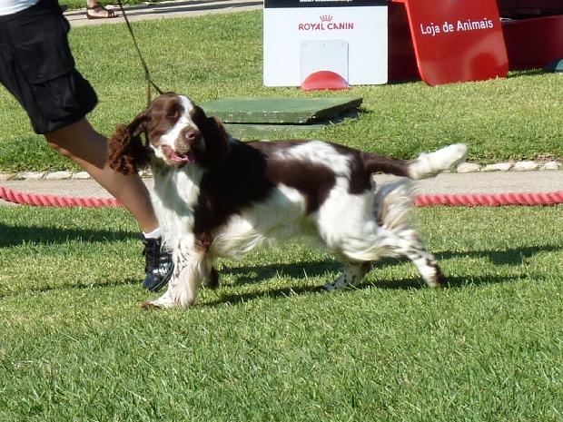 English Springer Spaniel