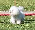 Bichon Frisé