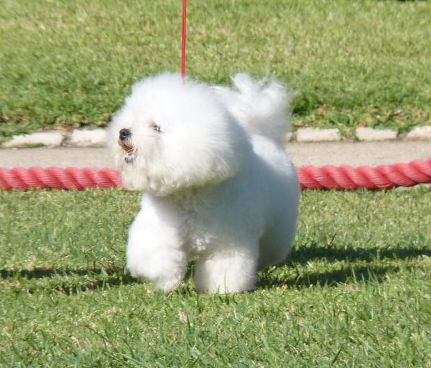 Bichon Frisé
