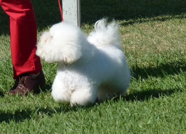 Bichon Frisé