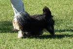 Cães