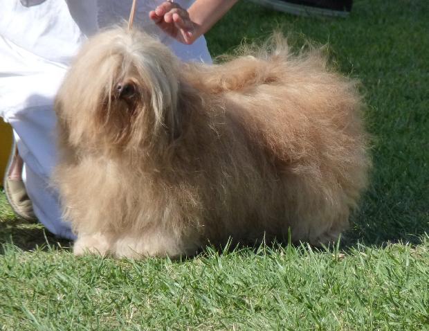 Bichon Havanês