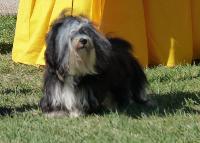 Criadores de cães Bichon Havanês