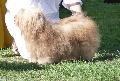 Bichon Havanês