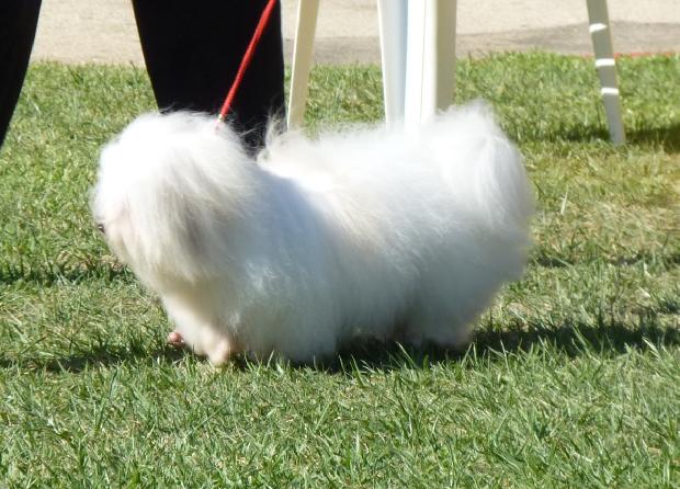 Coton de Tuléar