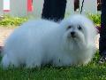 Coton de Tuléar