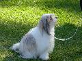 Pequeno Cão Leão