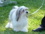 Pequeno Cão Leão