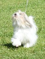 Cães