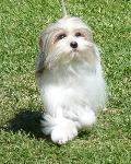 Pequeno Cão Leão