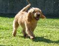 Basset Fauve de Bretagne