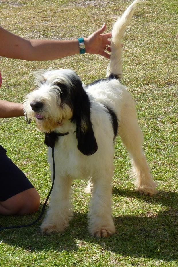 Grand Basset Griffon Vendéen
