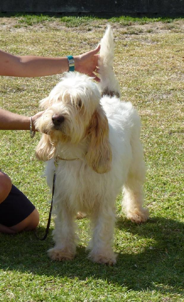 Grand Basset Griffon Vendéen