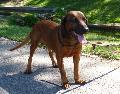 Bayrischer Gebirgsschweisshund