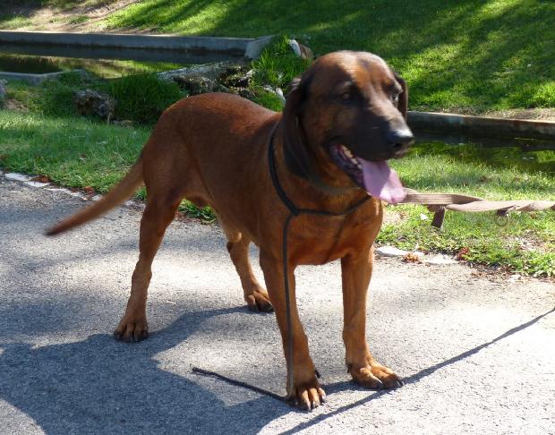 Bayrischer Gebirgsschweisshund