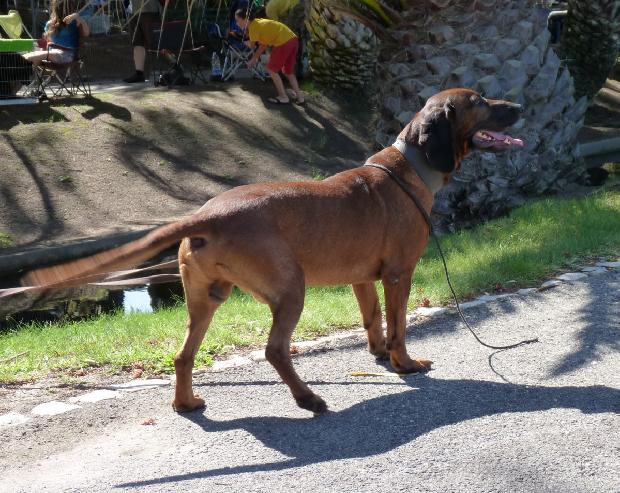 Bayrischer Gebirgsschweisshund