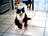 Doenças da boca e dentes