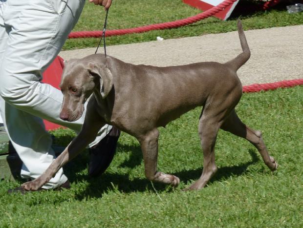 Braco de Weimar de Pêlo Curto