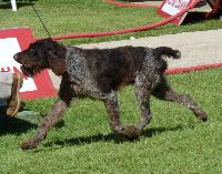 Criadores de cães Deutscher Drahthaar