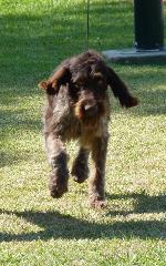 Cães