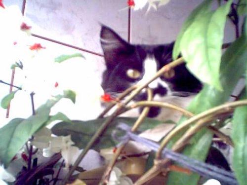 Gata