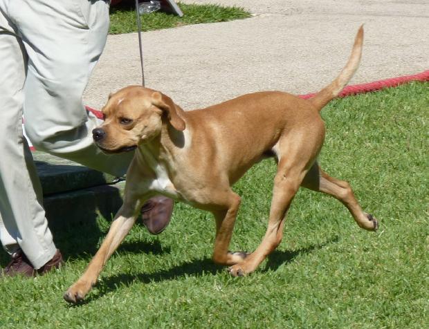 Perdigueiro Português