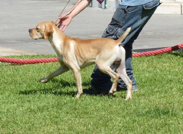 Perdigueiro Português