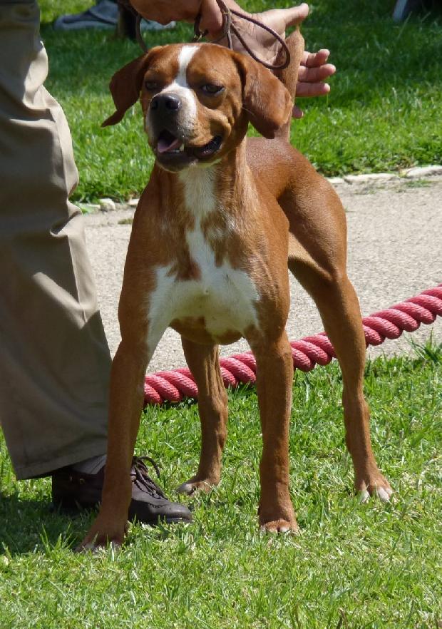 Perdigueiro Português